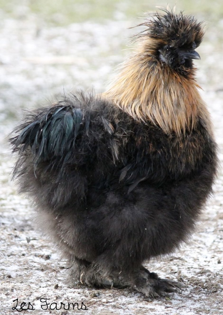 Китайская шелковая Брама