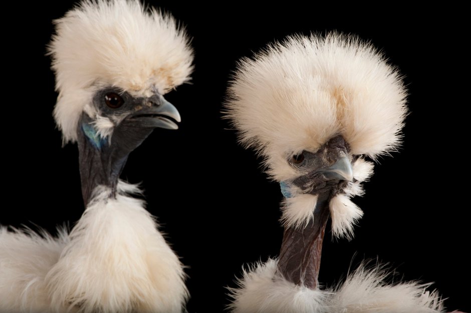 Китайская хохлатая курица