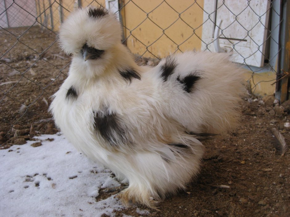 КША порода кур