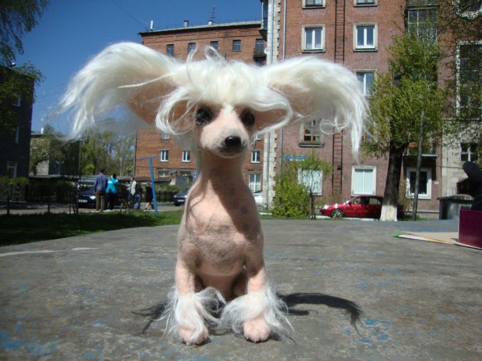 Китайская хохлатая с висячими ушами