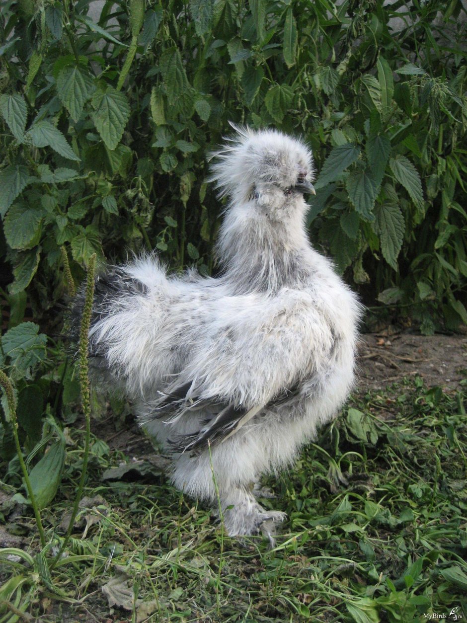 Куры русская хохлатая