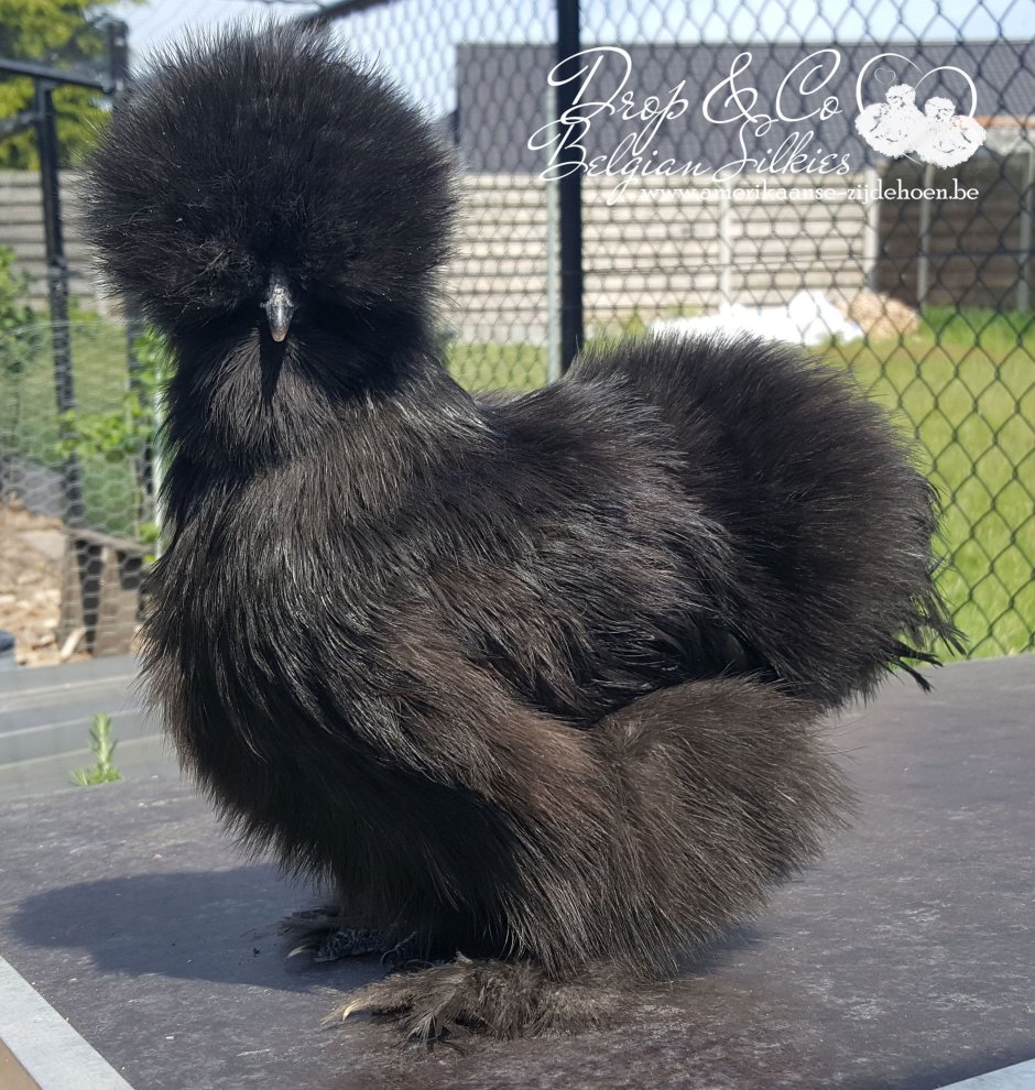 Китайская шелковая (Silkie Bantam)