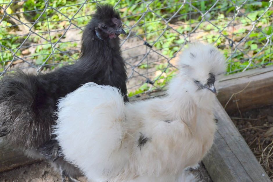 Шелковые куры голошейки