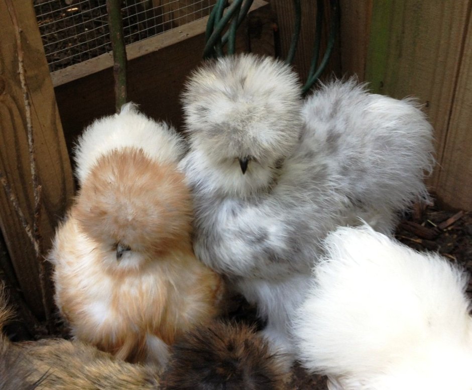 Курицы породы силки