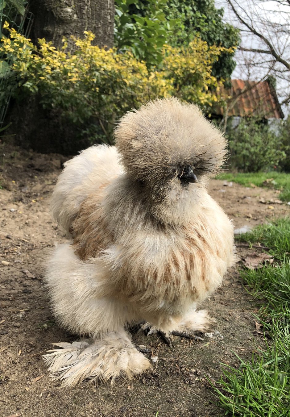 Падуан золотисто-пятнистый