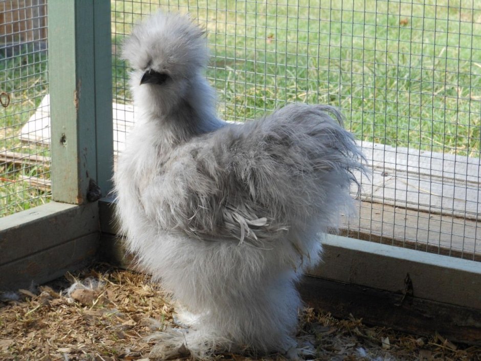 Китайская шелковая Сплеш