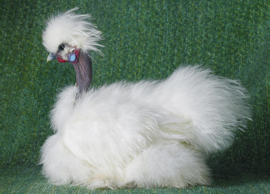 Декоративные куры породы