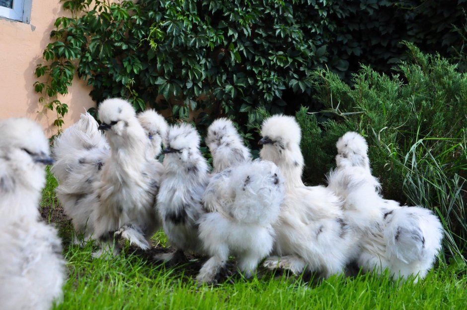 Китайская шелковая Далматин