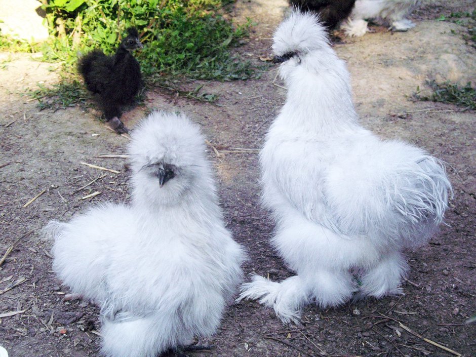 Китайская шёлковая порода