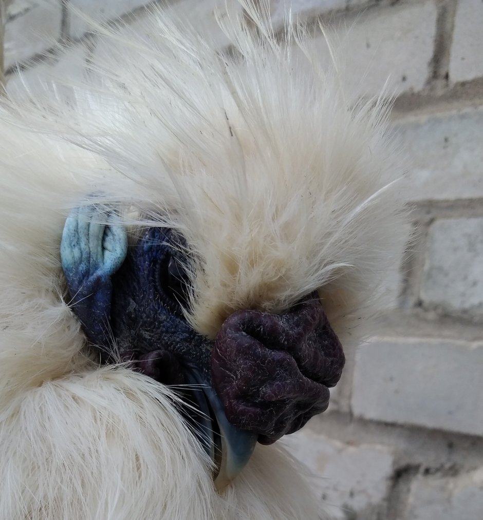 Китайская хохлатая шелковая