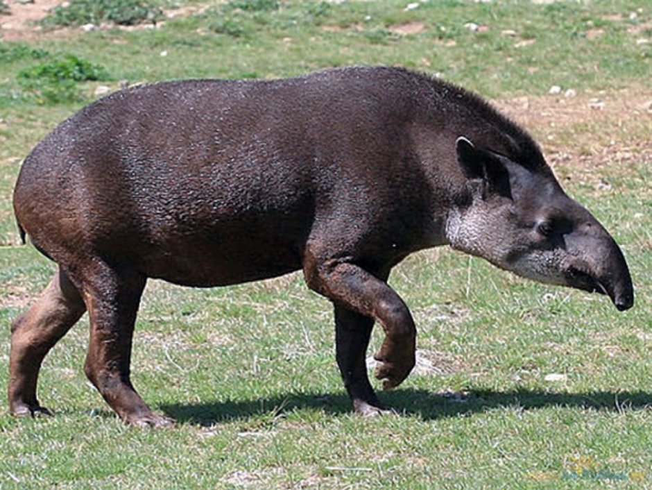 Tapirus terrestris