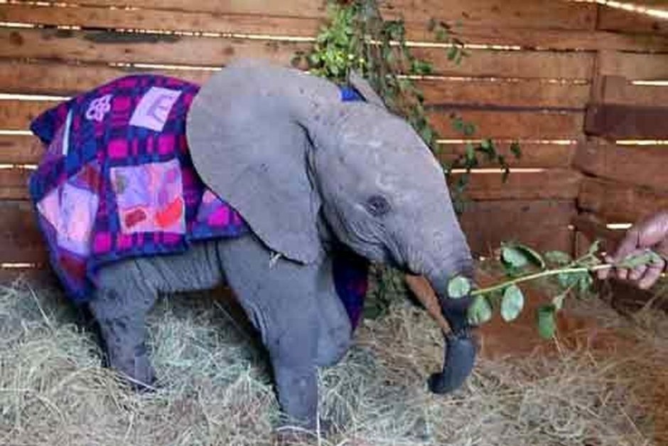 Musth bull Elephant