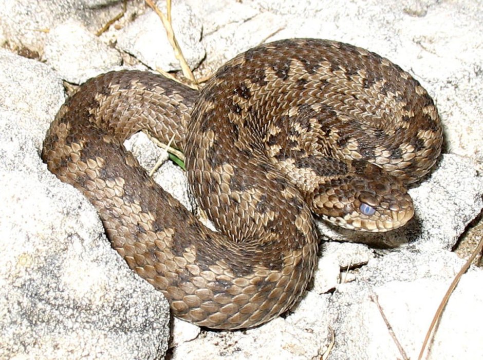 Степная гадюка (Vipera Ursini Bonaparte)