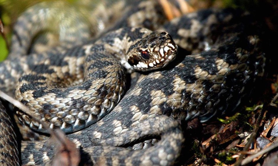 Обыкновенная гадюка - Vipera berus (Linnaeus, 1758)