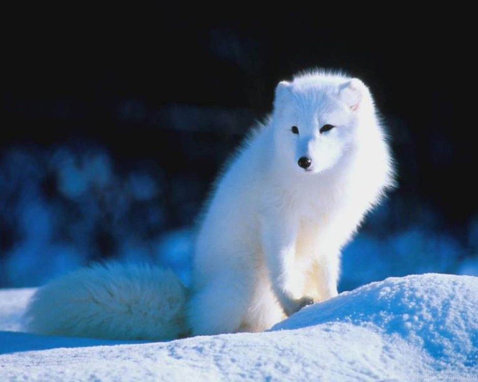 Песец (Alopex lagopus)