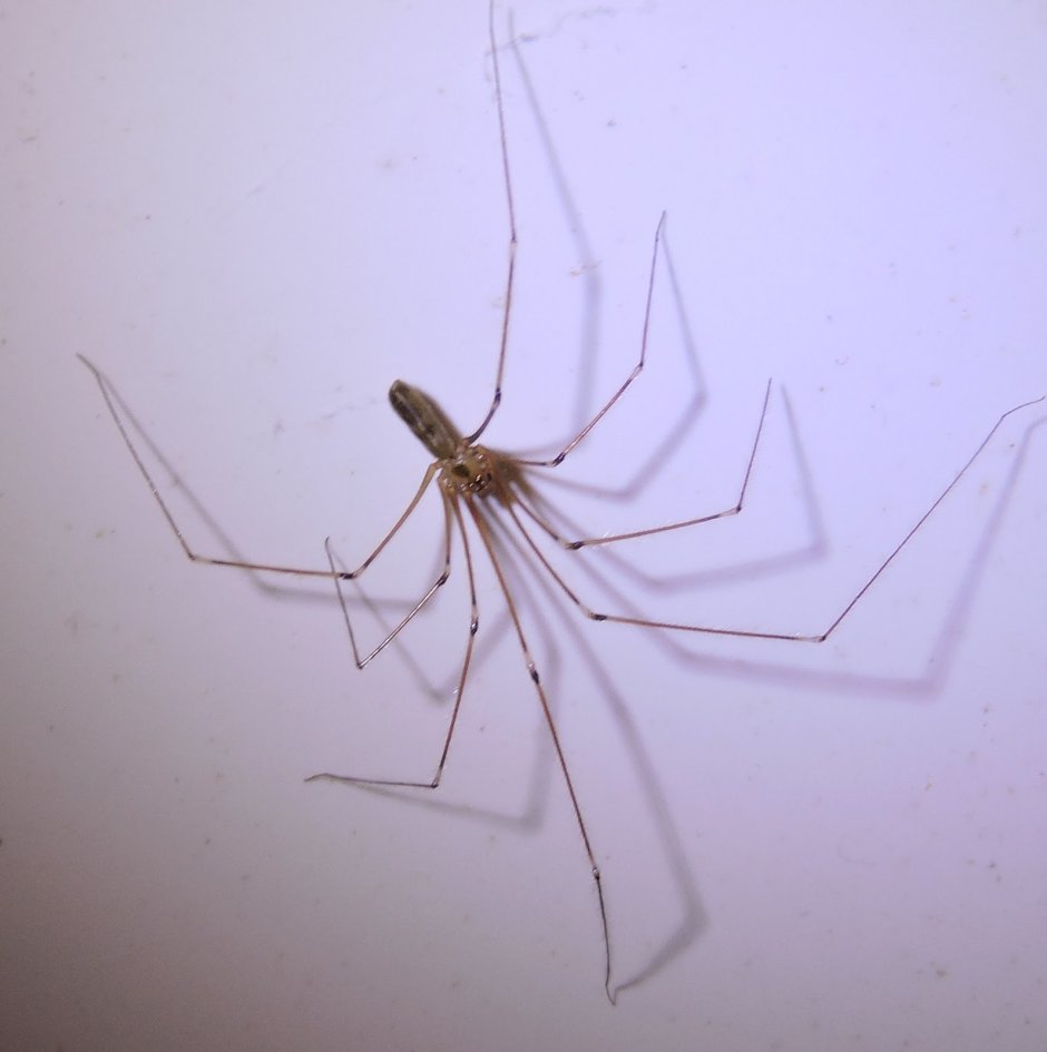 Pholcidae Cellar паук