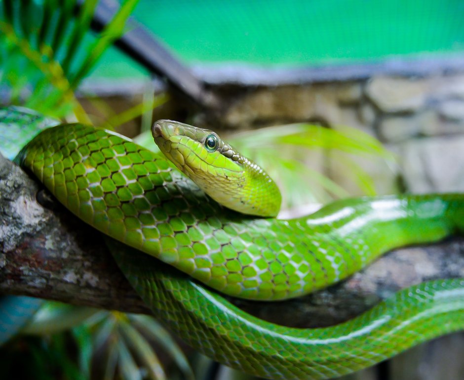 Reptile 2022