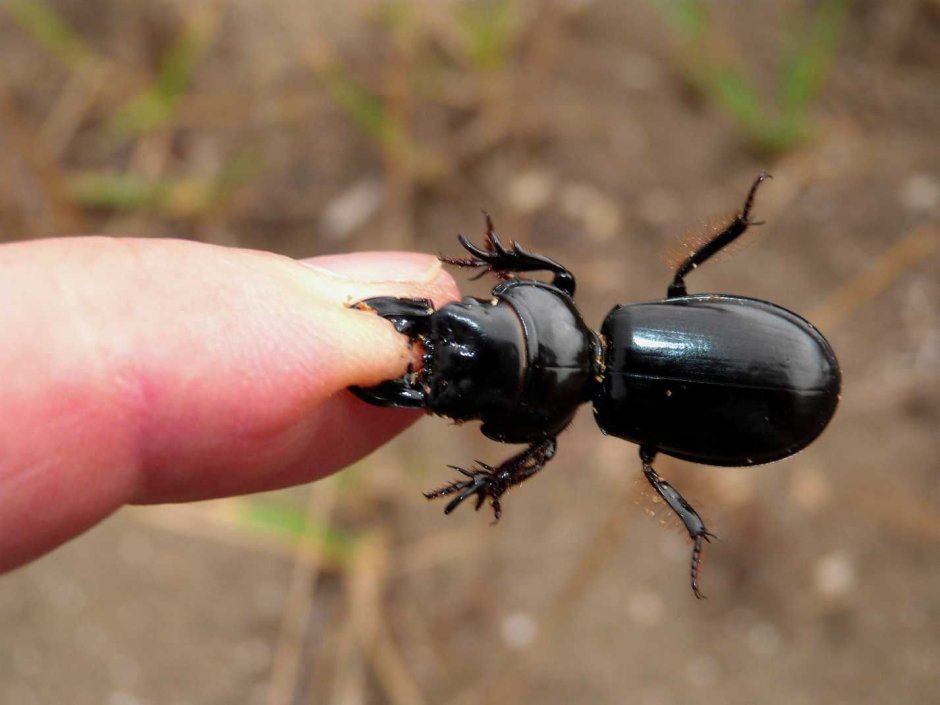 Scarites buparius
