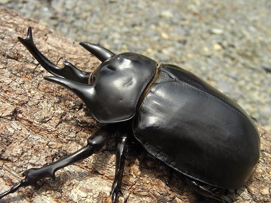Жук Megasoma Actaeon