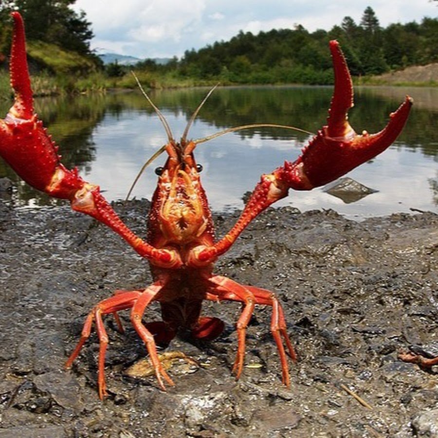 Смешной лобстер