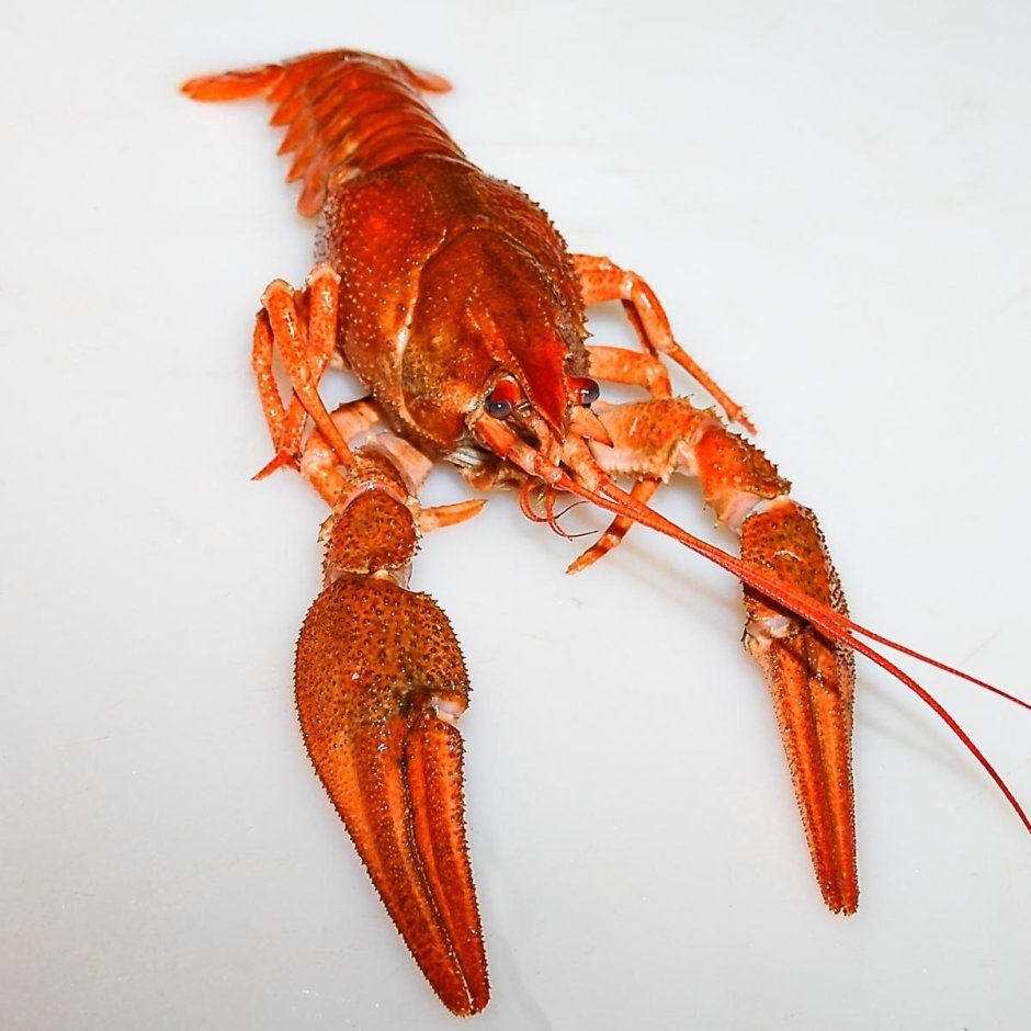 Цепкие клешни