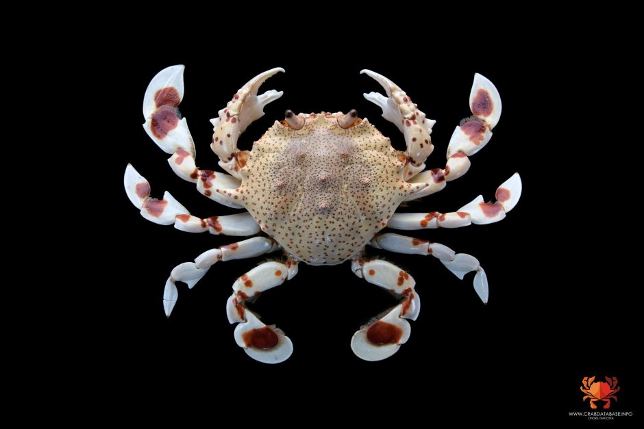 Энциклопедия про крабов