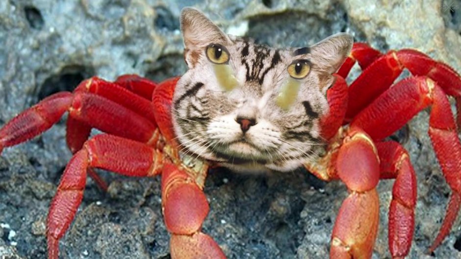 Крабики котики