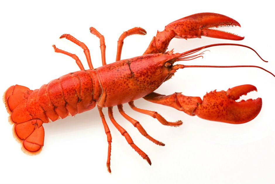 Омар на белом фоне