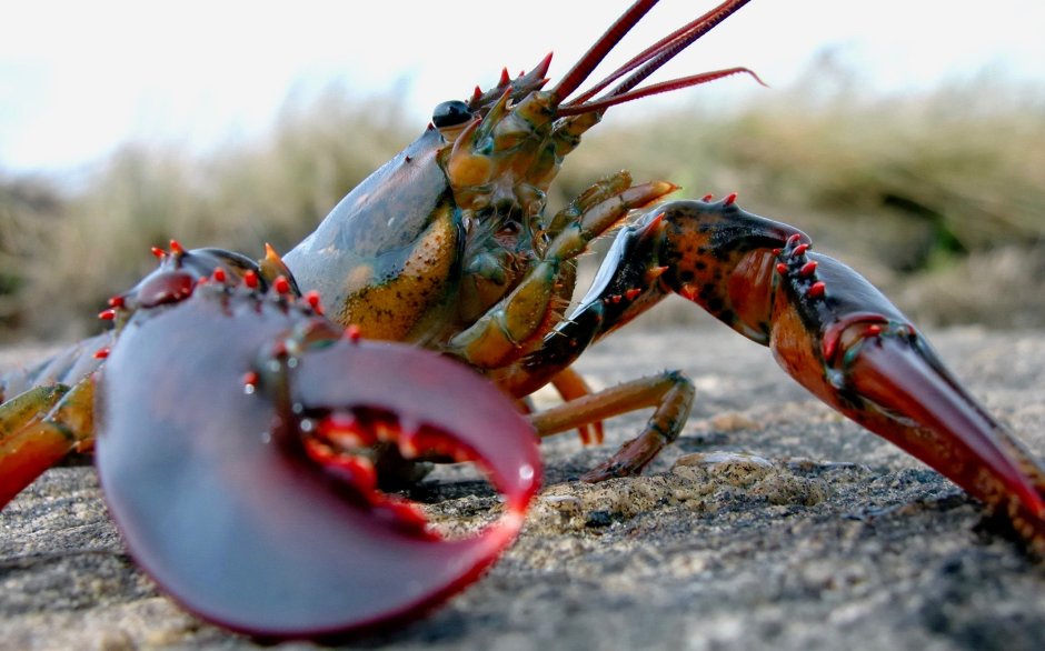 Американский Омар (лобстер)