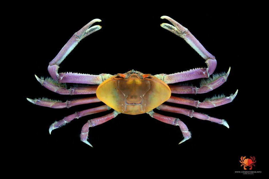 Алиса глубоководные Крабы