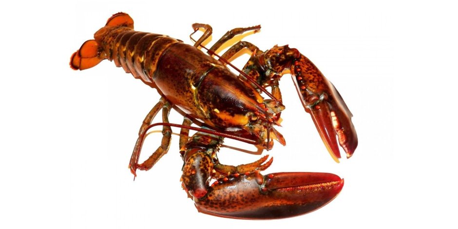 Пресноводный Омар