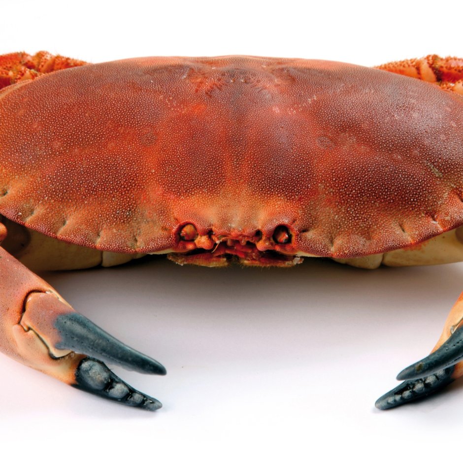 Членистоногие краб