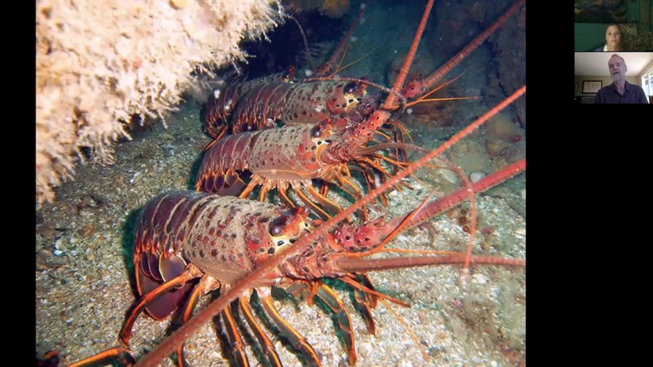 Лобстер в индийском океане