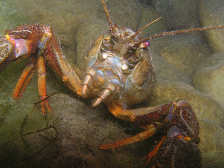 Омара Homarus capensis