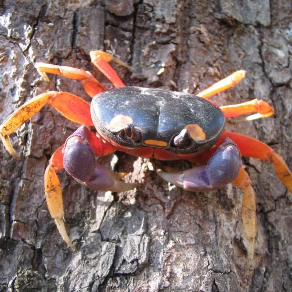 Лесной краб
