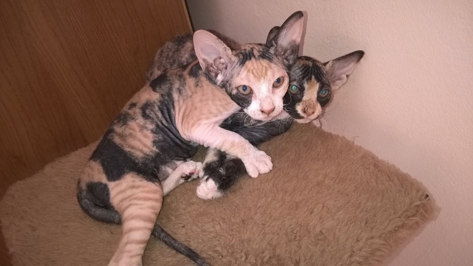 В добрые руки котенка сфинкса в Сочи