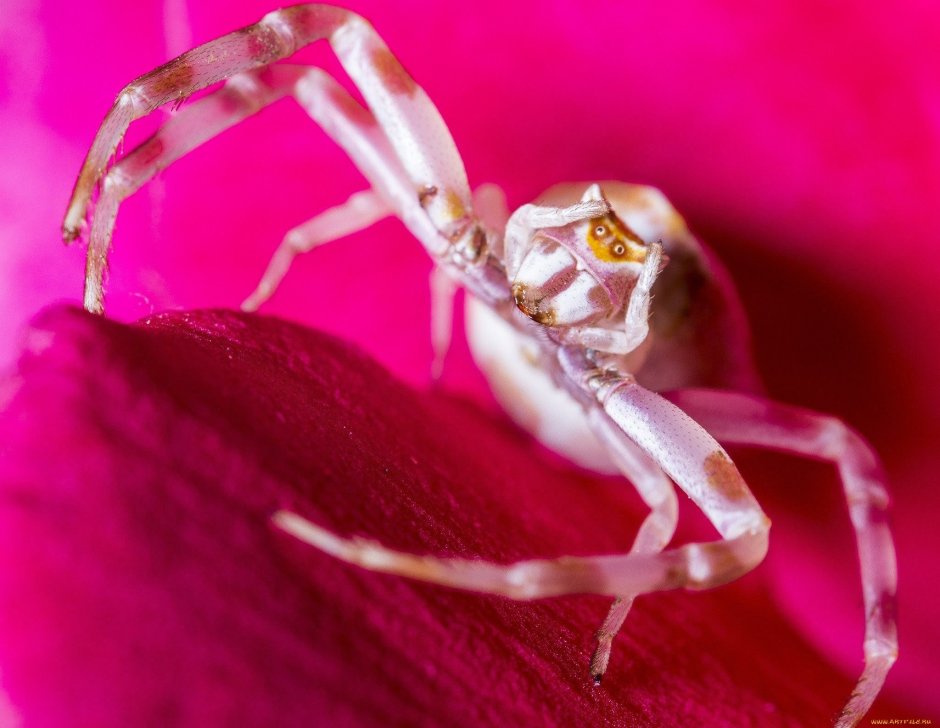 Орхидейный богомол (Hymenopus coronatus)