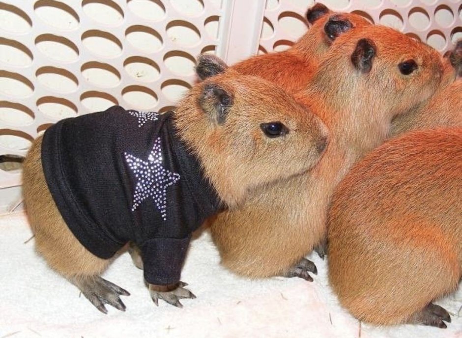 Капибара в костюмчике