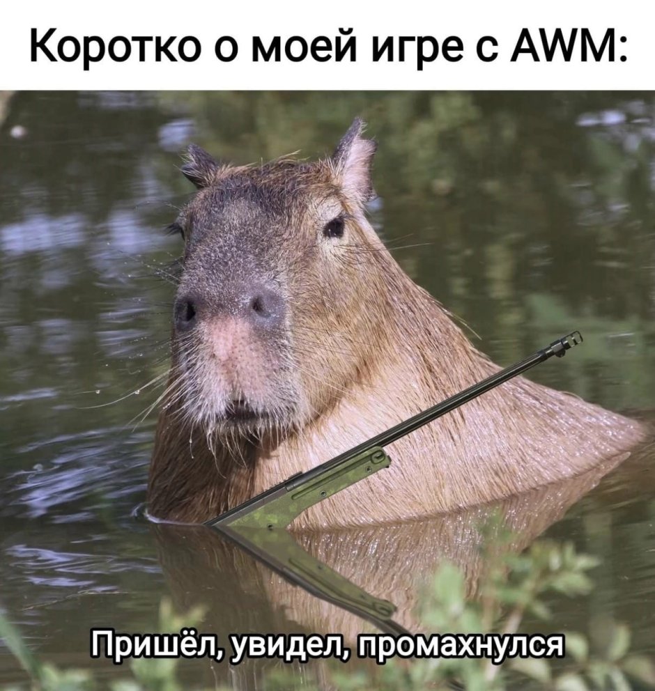 Спаривание капибар