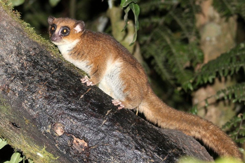 Карликовые лемуры Cheirogaleidae