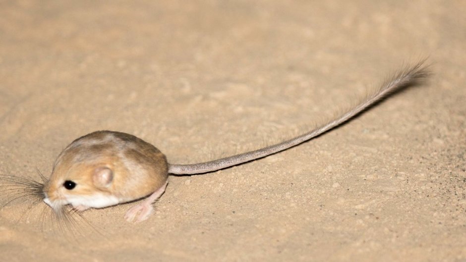 Pygmy Jerboa