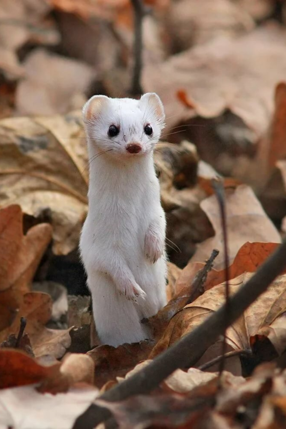 Горностай (Mustela erminea)