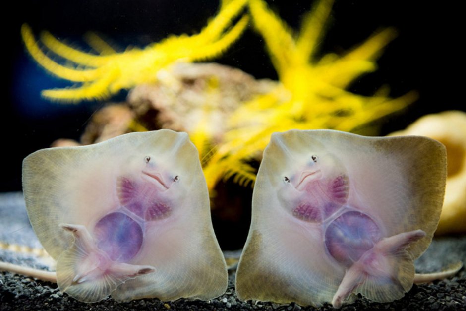 Raja clavata морская лисица
