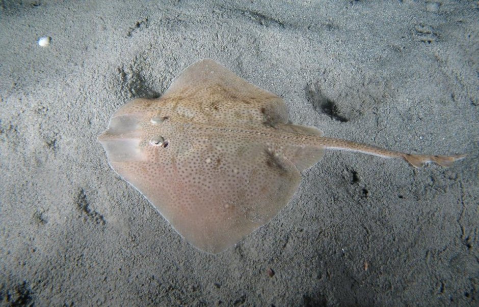 Яйца морской лисицы ската