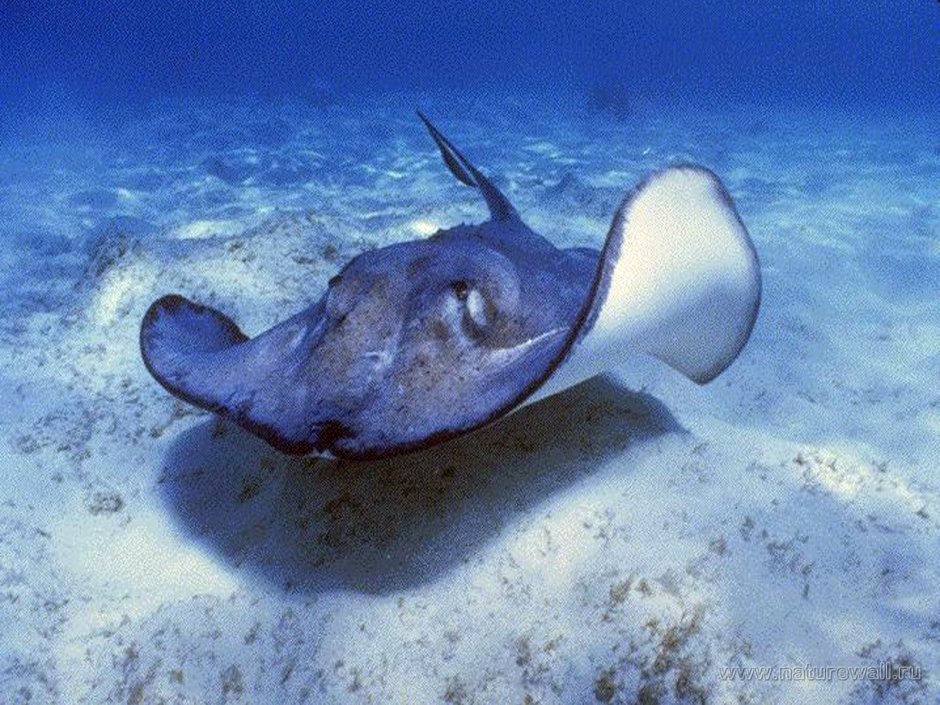 Морской Скат в черном море