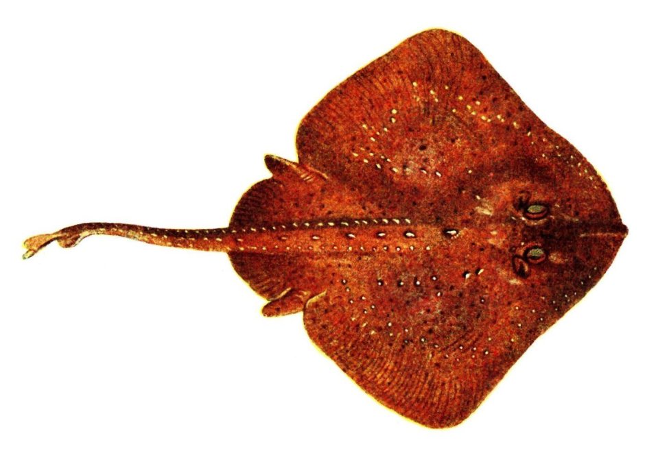 Скат морская лиса Raja clavata