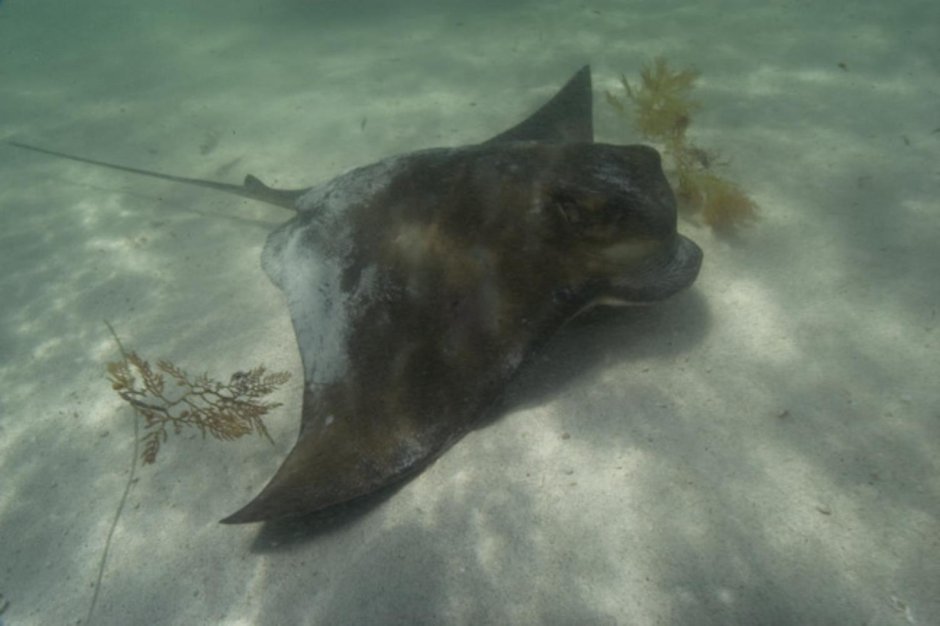 Myliobatis Australis