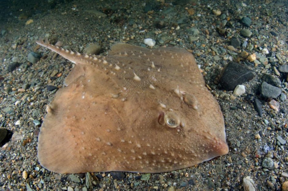 Морская лисица