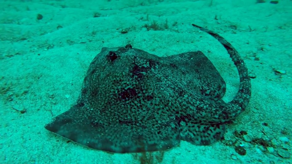 Скат лисица в черном море