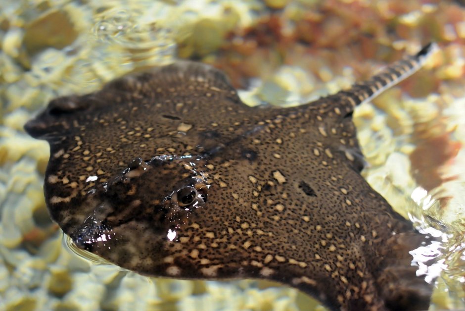 Raja clavata морская лисица